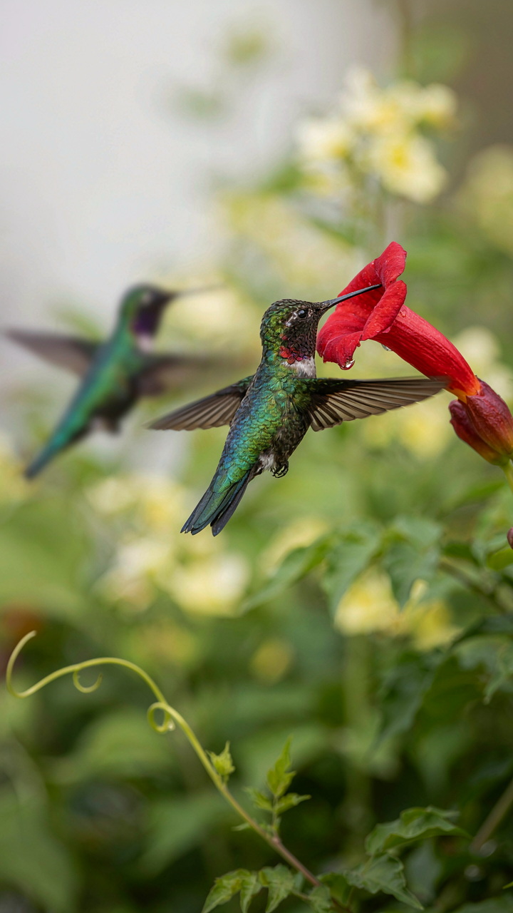 A hummingbird hovers by a bright flower, showing delicate precision.