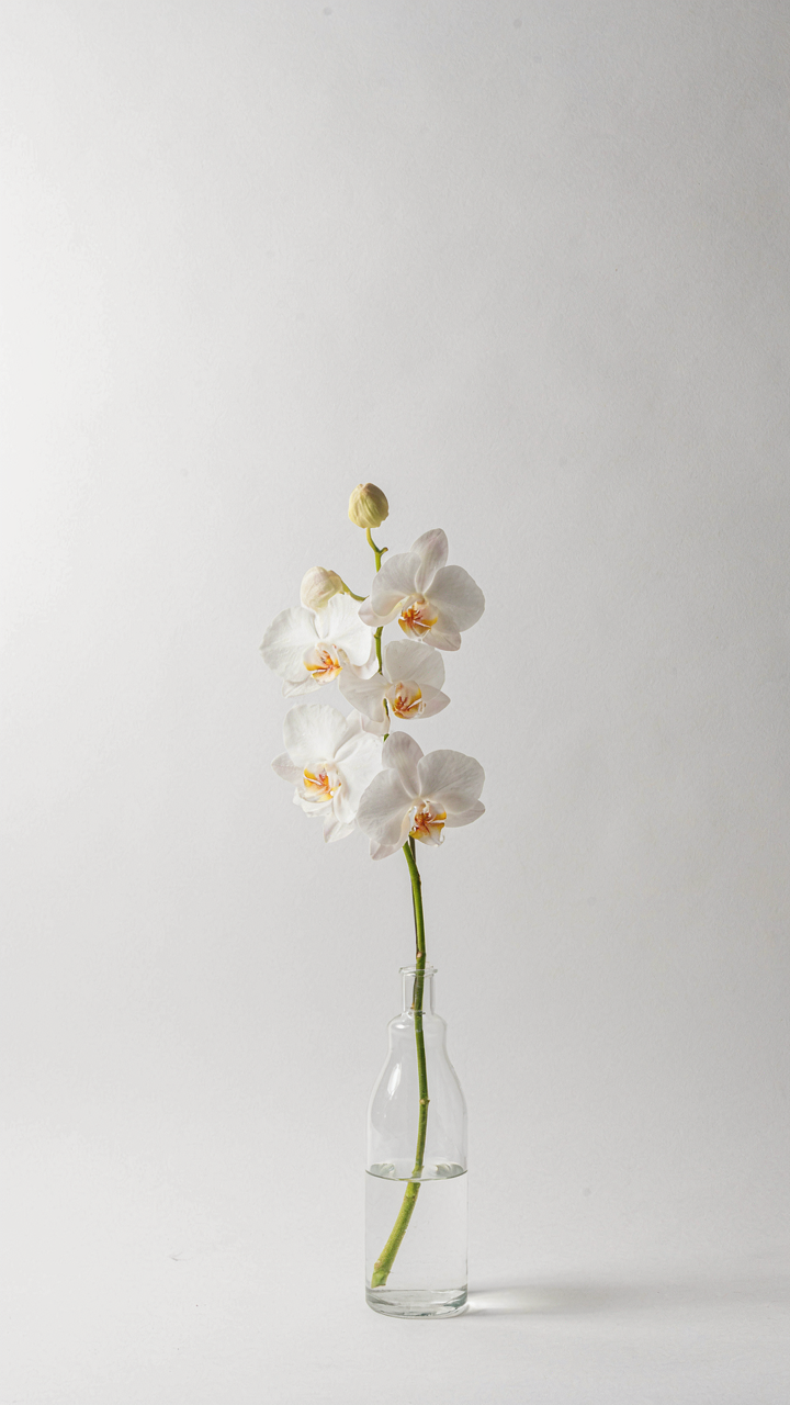 White orchid in a clear vase against a stark white wall.