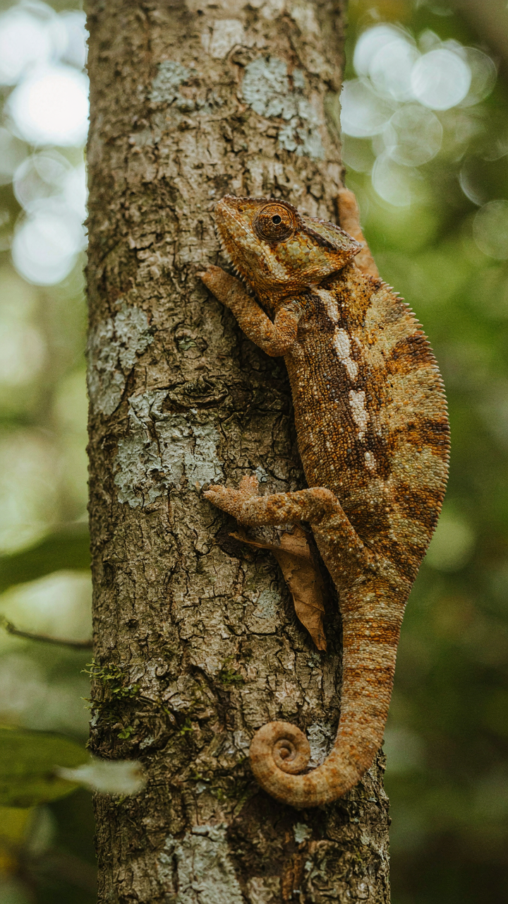 A chameleon blends subtly with tree bark, showing strategic adaptation to its environment.