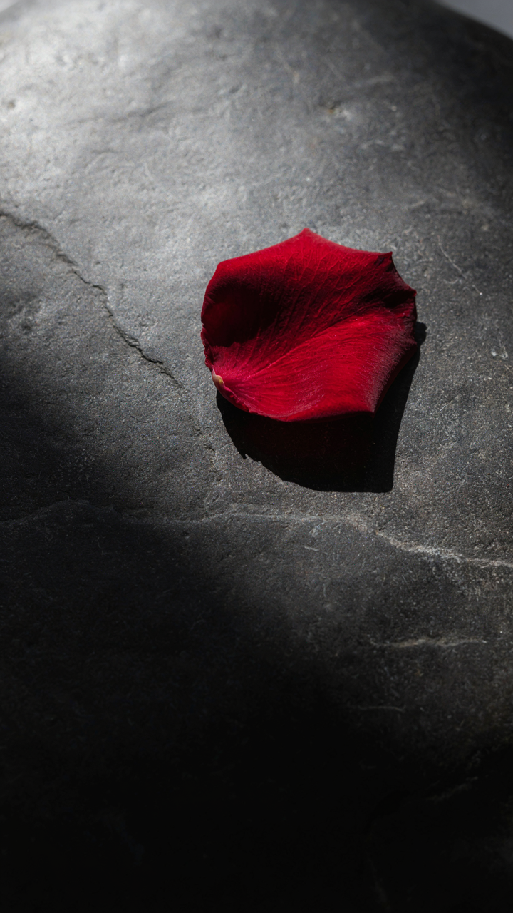 Single red rose petal on a smooth, dark stone.