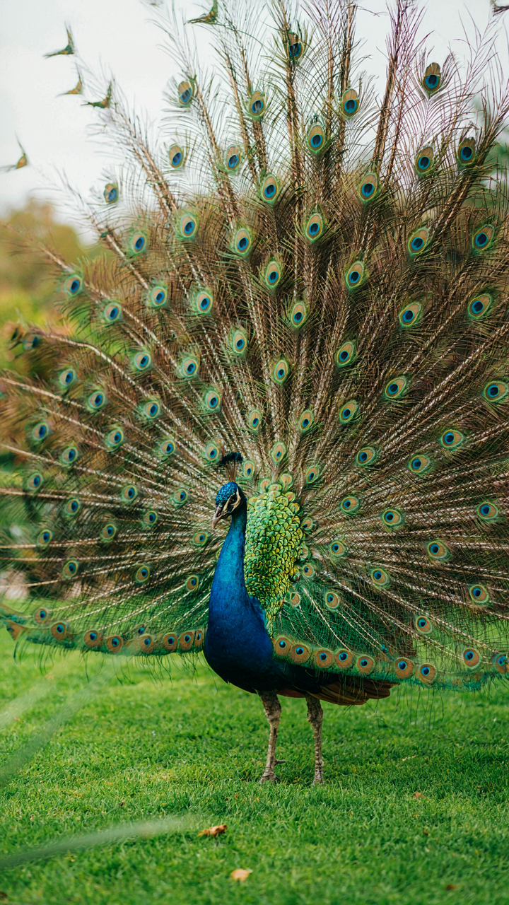 A peacock with its tail fully fanned stands on a green lawn.