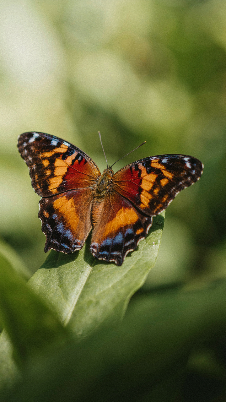 A colorful butterfly with peplum-shaped wings rests on a green leaf.