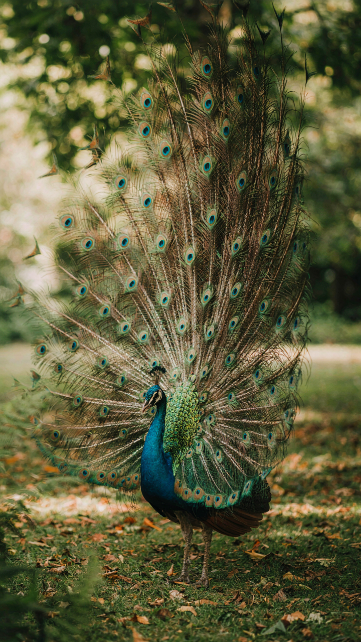 A peacock proudly displays its large, colorful tail feathers.
