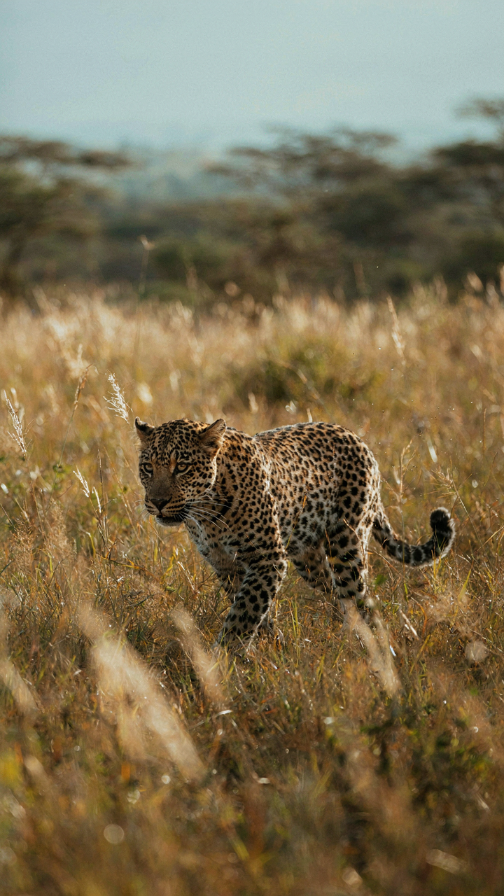 A powerful leopard with striking spots walks through tall grass.