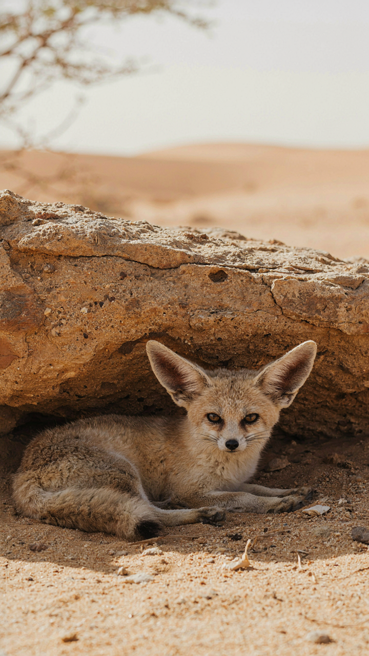 A desert fox with light fur rests in the shade, adapted to heat.