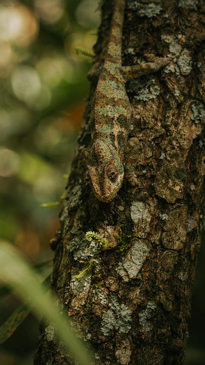 A chameleon blends into the rough texture of tree bark.