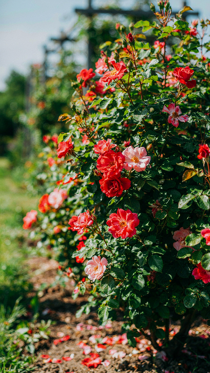 A healthy rose bush with many blooms, symbolizing adaptability and survival.