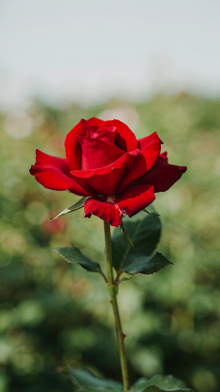 A vibrant red rose stands out sharply against a blurred green background.