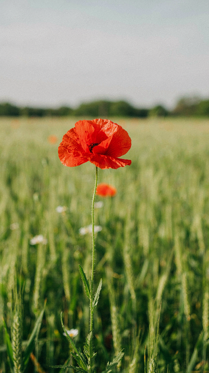 A vibrant red poppy stands out distinctly in a field of green, symbolizing being remembered.