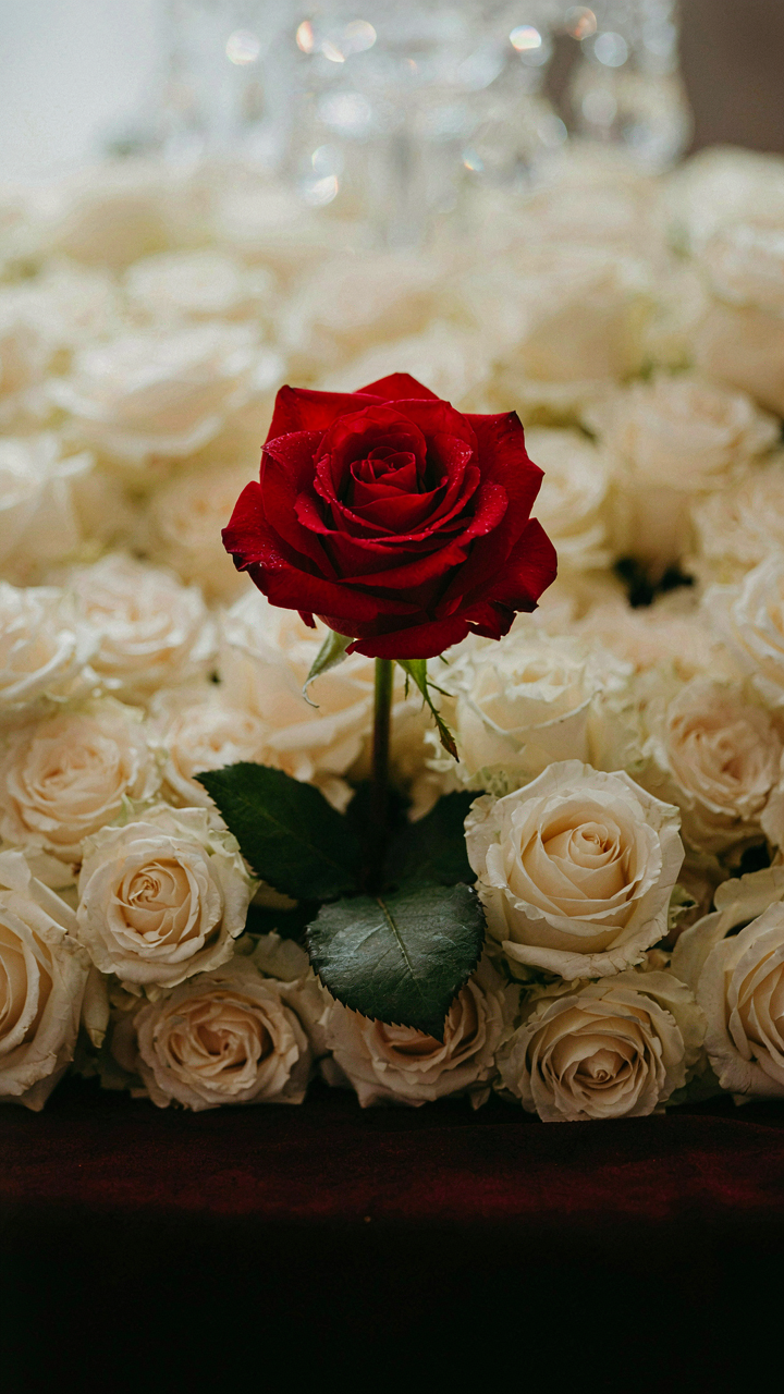 A vibrant red rose stands out sharply against a blurred background of white roses.