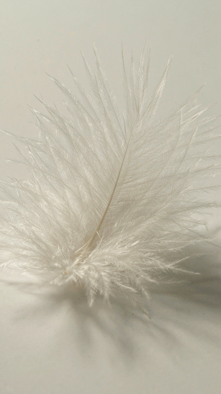 A magnified image of a single goose down cluster.