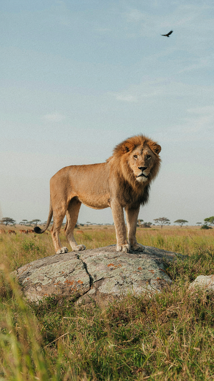 A lion stands confidently on a rocky outcrop, surveying its territory.