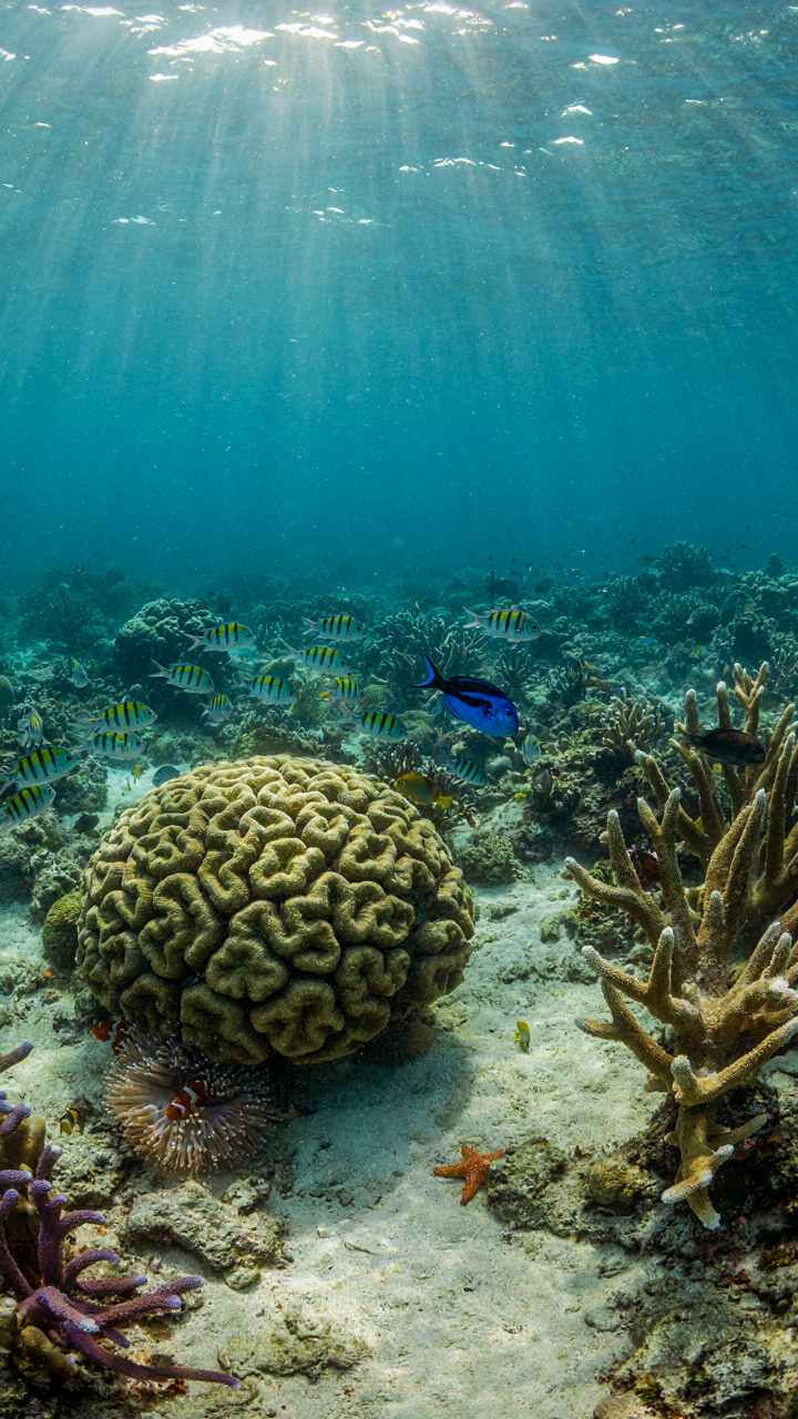 A colorful and thriving coral reef ecosystem under clear ocean water.