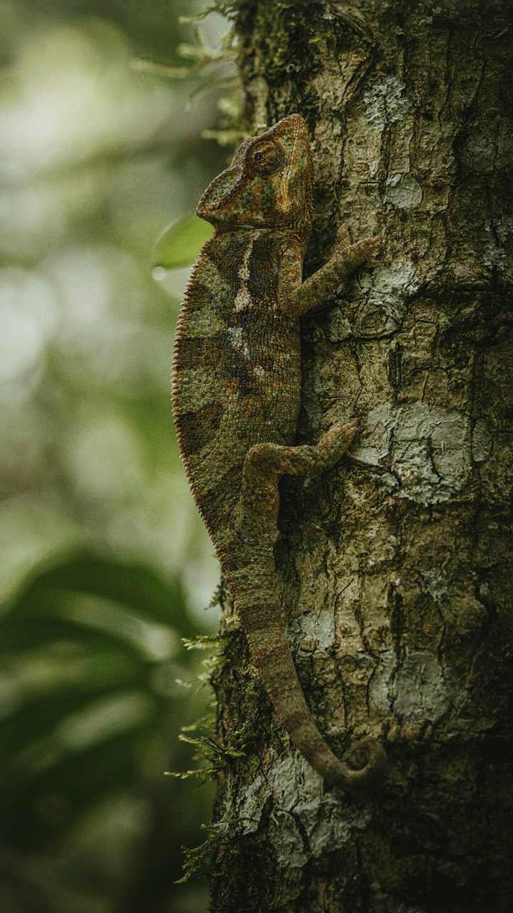 A chameleon camouflaged perfectly on tree bark.