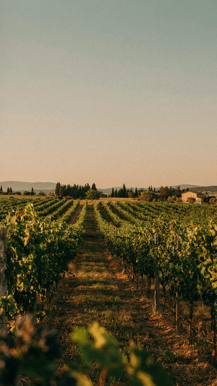 A panoramic view of a serene vineyard at golden hour.